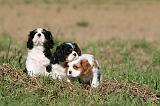 CAVALIER KING CHARLES 697